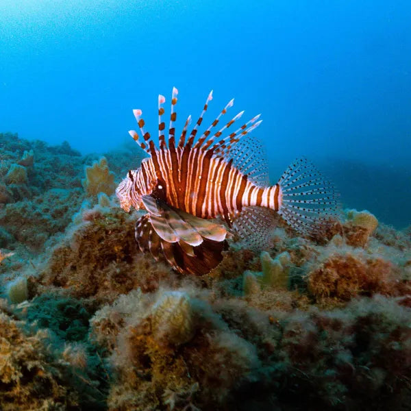 יום צלילה באשקלון - ספינות טבועות בים תיכון