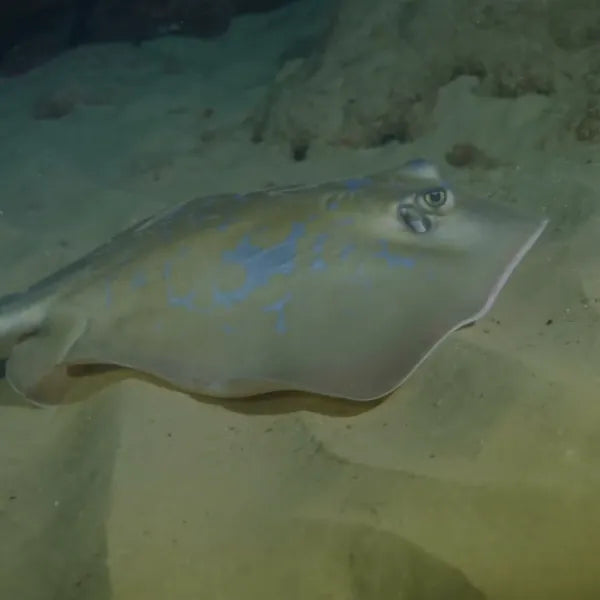 צלילת לילה במערות חוף גורדון, תל אביב